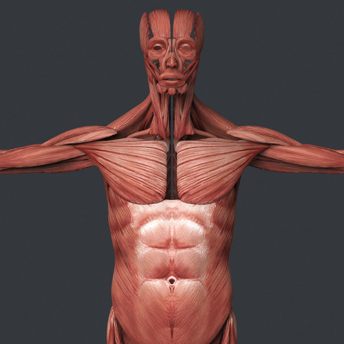 Male Muscular System by 3dmodelshop | 3DOcean